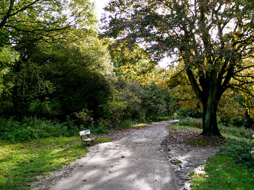A serene outdoor scene in a park with a winding dirt path surrounded by lush green trees, some with yellowing leaves indicating early autumn. A weathered wooden park bench is positioned on the left side of the path, partially shaded by the overhanging branches. The ground shows scattered fallen leaves and small stones, with the path extending into the distance under the canopy of trees. The sunlight filters through the foliage, creating dappled light and shadow patterns on the ground. The environment appears calm and well-maintained, typical of a public green space used for walking and outdoor relaxation, relevant to the context of home relocation and moving logistics offered by Man with Van Crofton Park.
